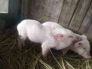 小猪崽子爆料视频大全,揭秘娱乐圈幕后真相  第3张