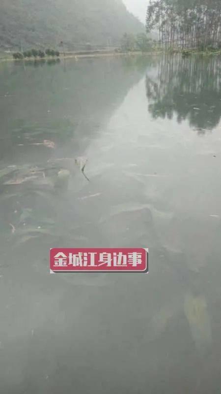 河池市网友爆料新闻,惊现神秘事件，真相令人震惊！  第3张